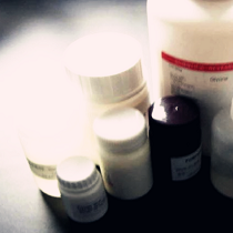 苯基-瓊脂糖凝膠