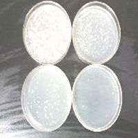 LB Lennox培養(yǎng)基粉劑